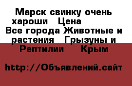 Марск свинку очень хароши › Цена ­ 2 000 - Все города Животные и растения » Грызуны и Рептилии   . Крым